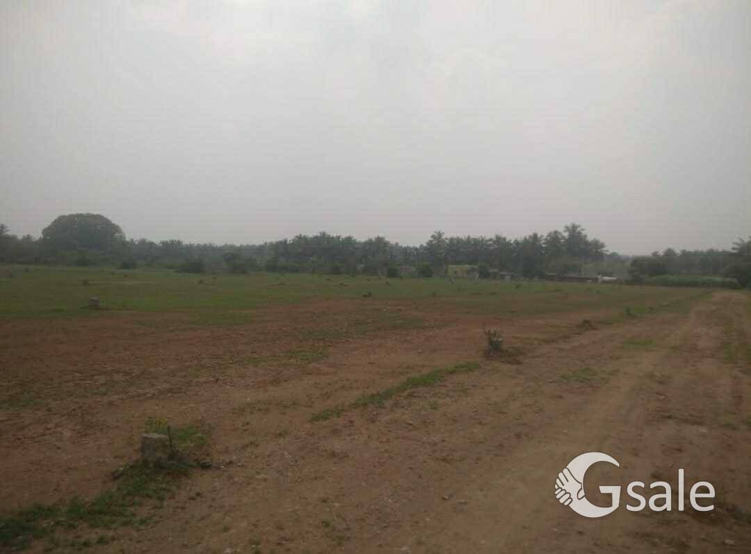 GREEN GARDEN KOTHAVADI
