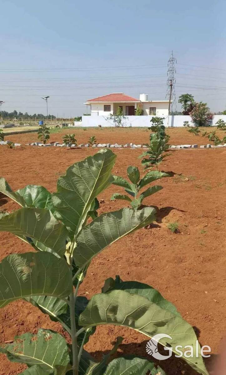 teak plants park 