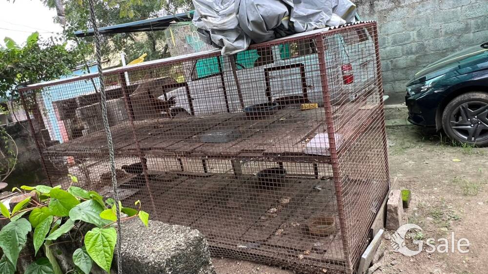 HEN NEST KOZI KUNDU