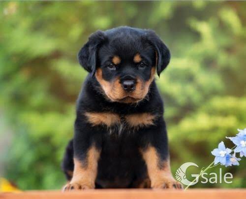 dog for sale