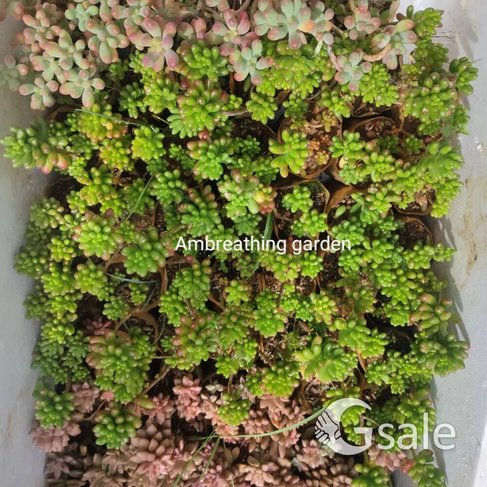 succulent plant
