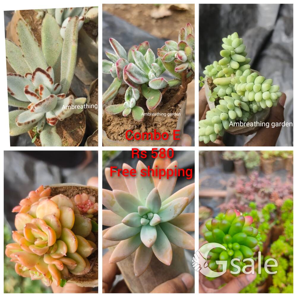 succulent plant  