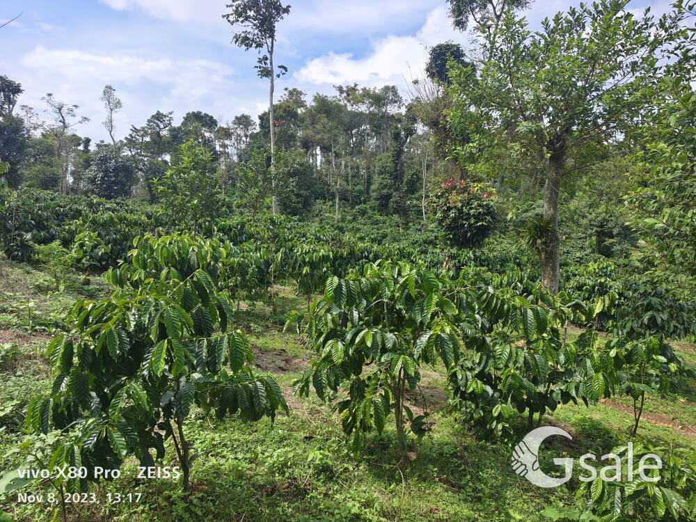 3.5acre well maintained robusta plantation 