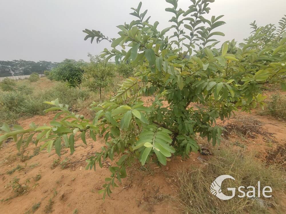 EMI 12 MONTH EMI OPEN PLOTS FOR SALE IN BALANAGAR 