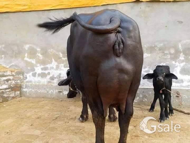 Mob📱8822119417 call me HF cow   for saleBuffalo 🐃 14 liters 65000Cow 🐄 20 liters 35000Home 