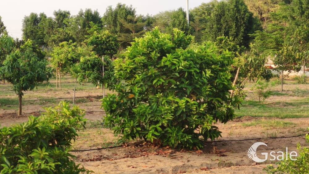 Fully Developed Farm Plots Sale 