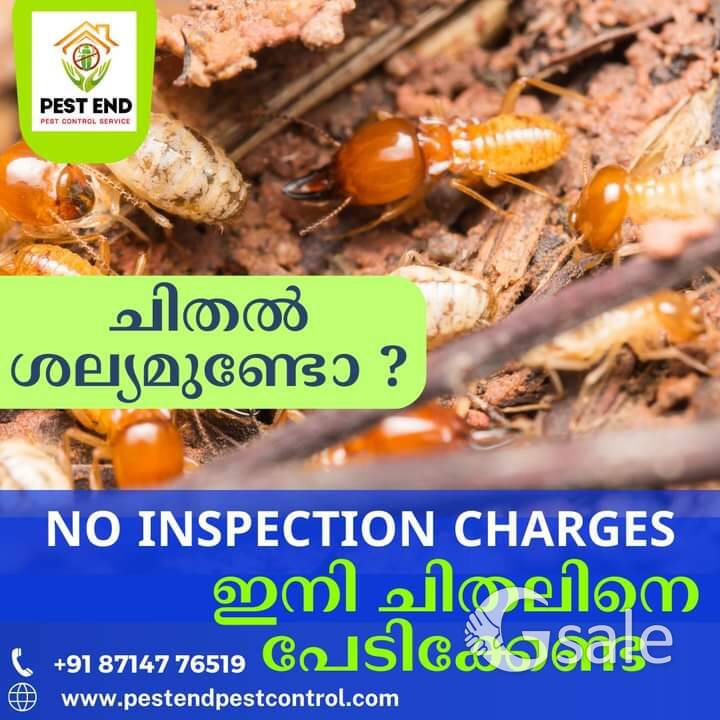 pest End pest control service 