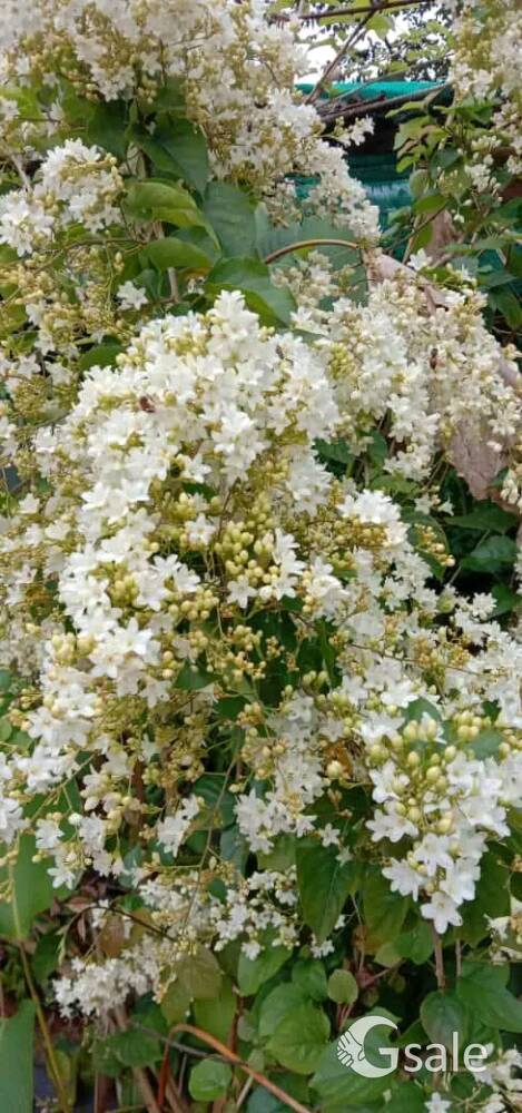 Porana paniculata 