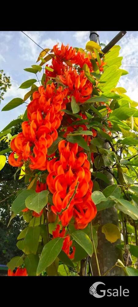 Jadevine Red