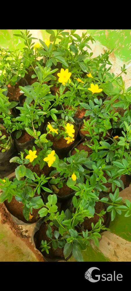 Yello jasmine