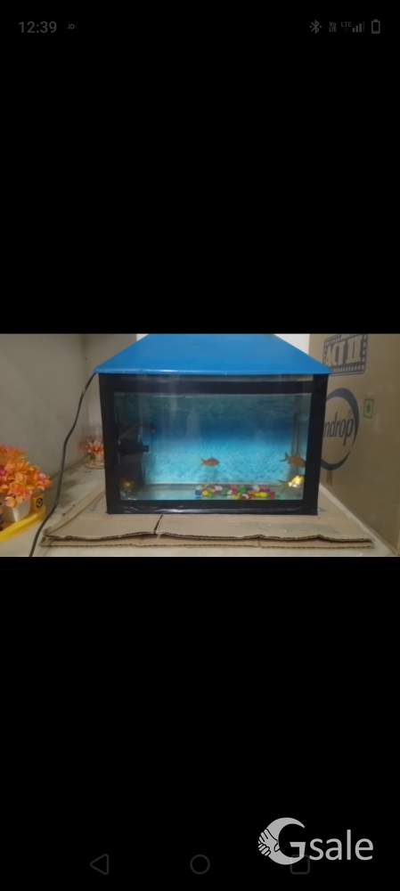 fish aquarium 