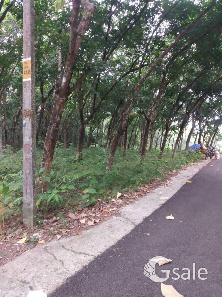 Rubber Plantation Plot For Sale