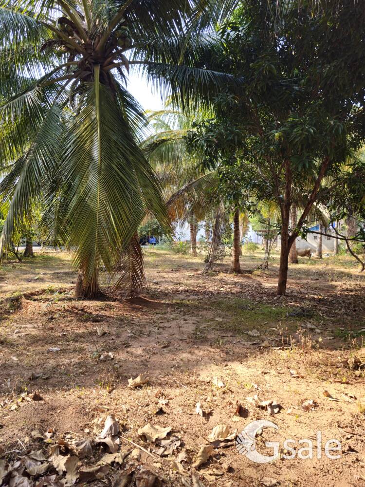 coconut tree farm land kinathukadavu 