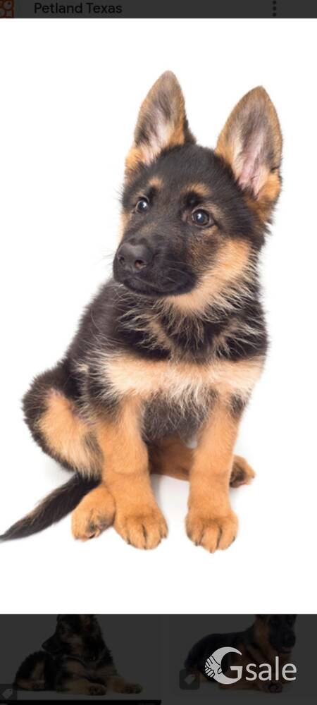 dog jarman sefed female jisne Leni ohi msg kre 