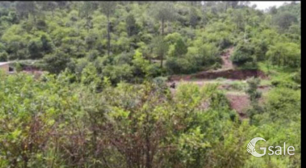 21 bigha proprty for sale near bye solan (hp)