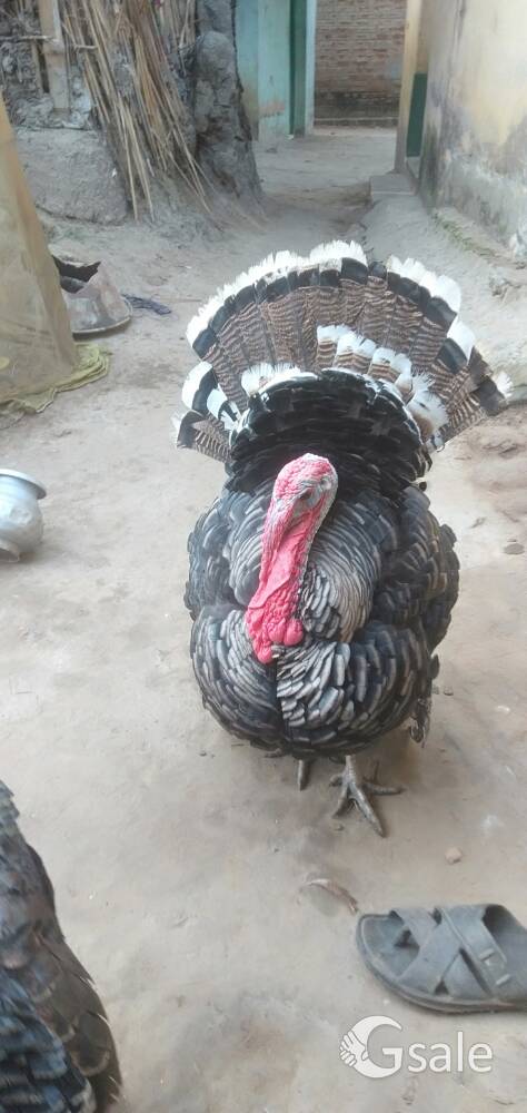 turkey 🦃🦃🦃