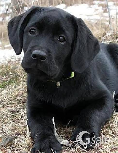 labradors pets