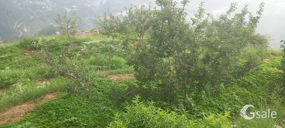 7 bigha apple orchard for sale 