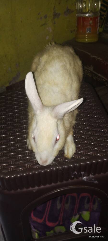 I want to sell 3 rabbits