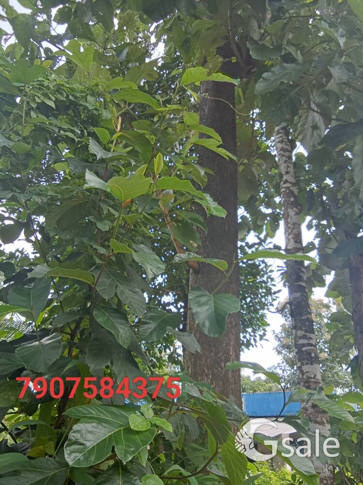 wooden teak inch(60)