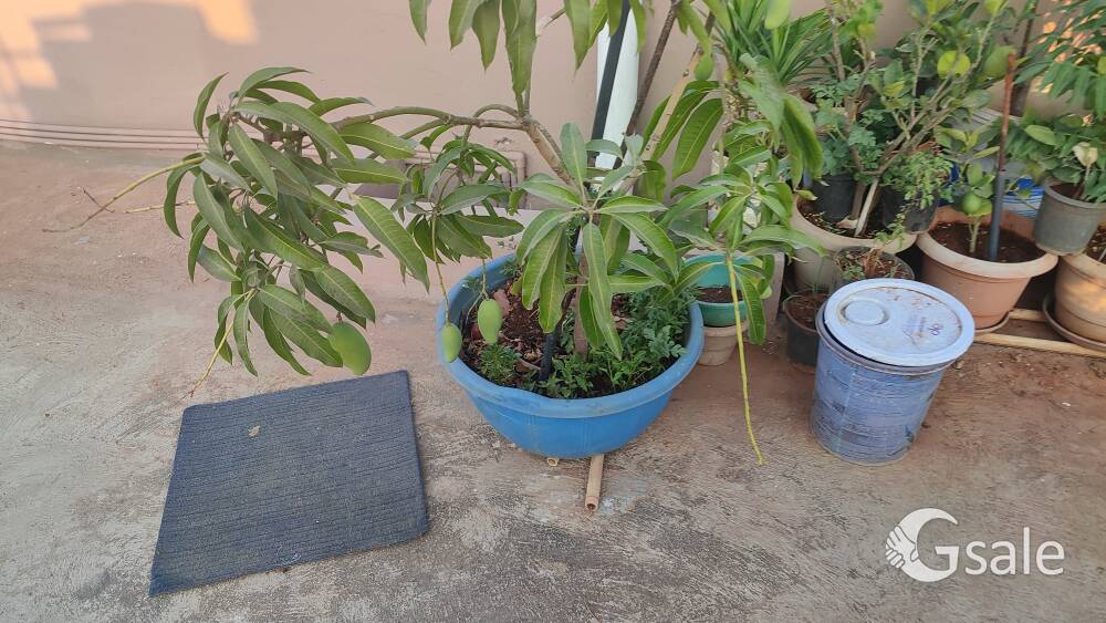 plants grafted and imported plants