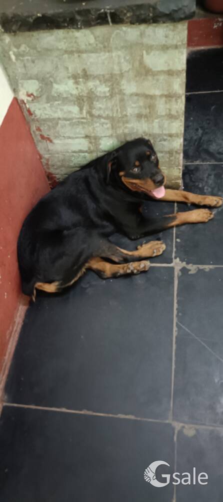 rottweiler female and petbull mela 