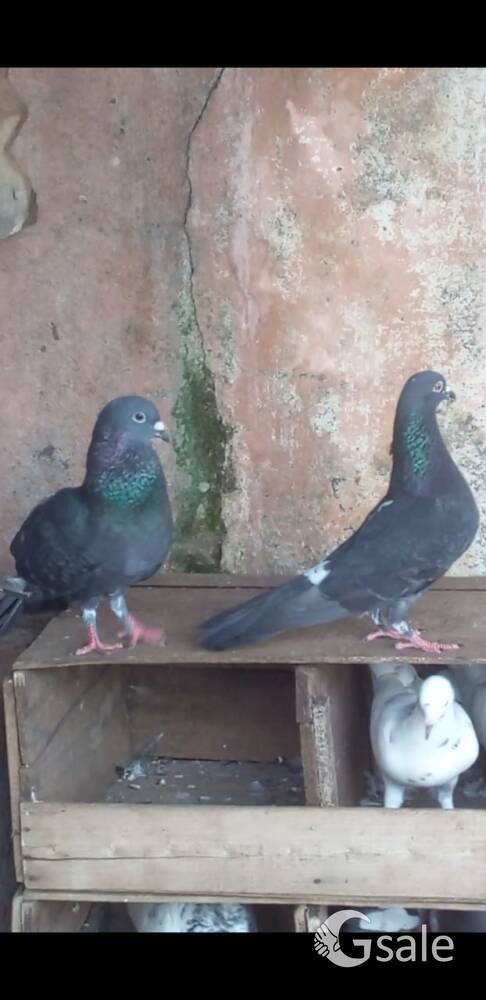 pigeon sales