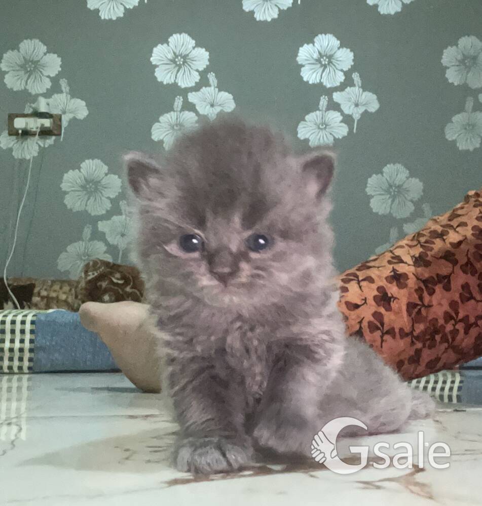 Persian kitten