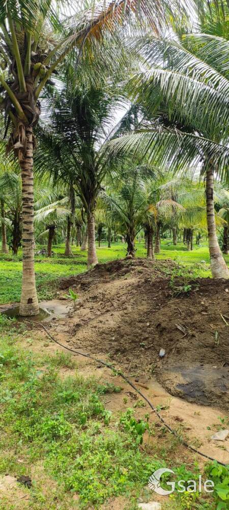 COCO FRESH COCONUT FARM🌴🌴🌴