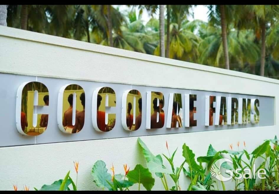 COCO BAE COCONUT FARM 🌴🌴