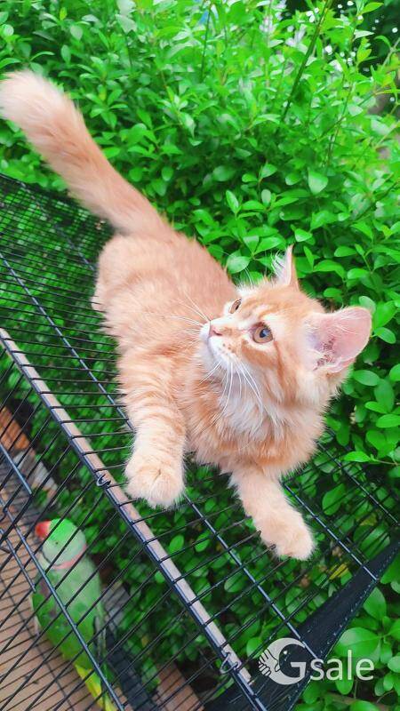 Persian cat 