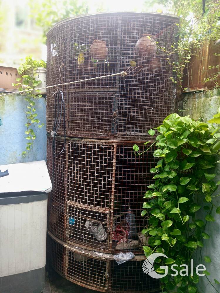 pinjra all birds set