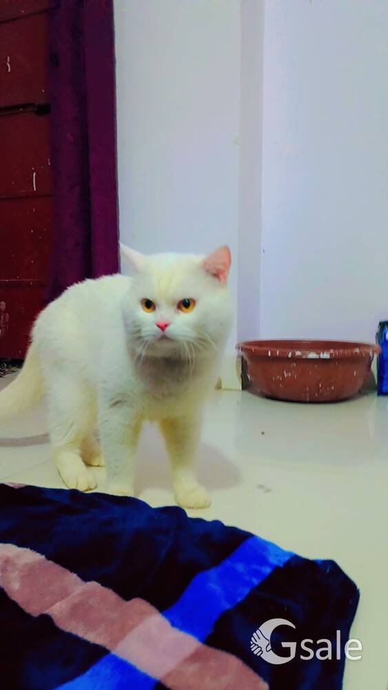 Persian Cat