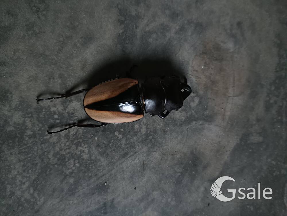 stag beetle 