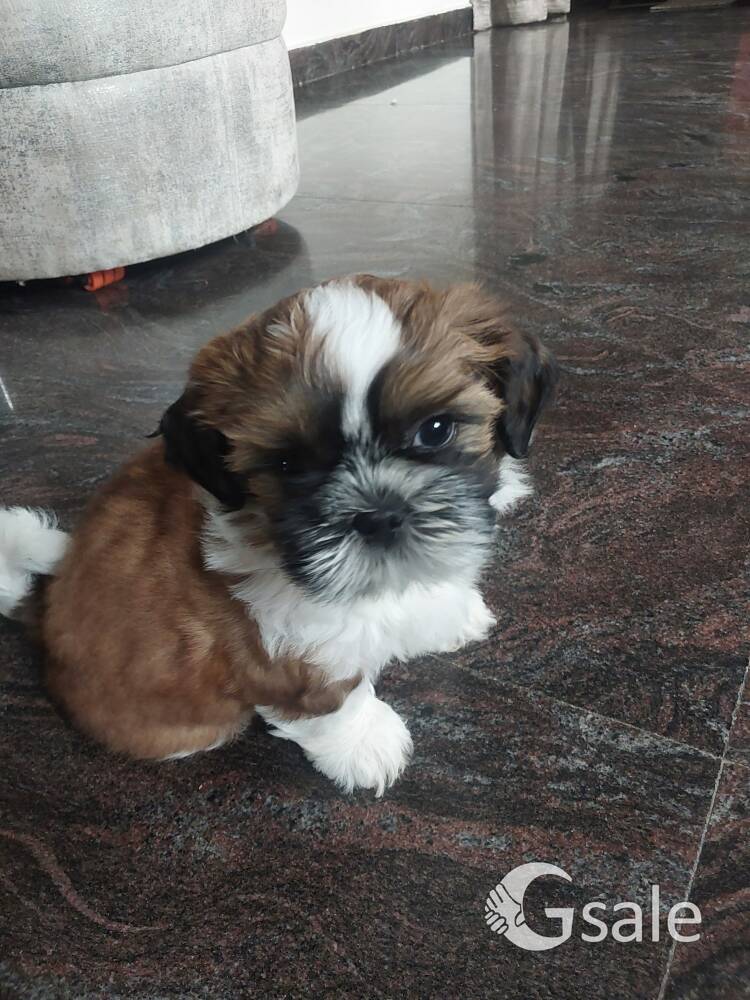 shi tzu puppy 