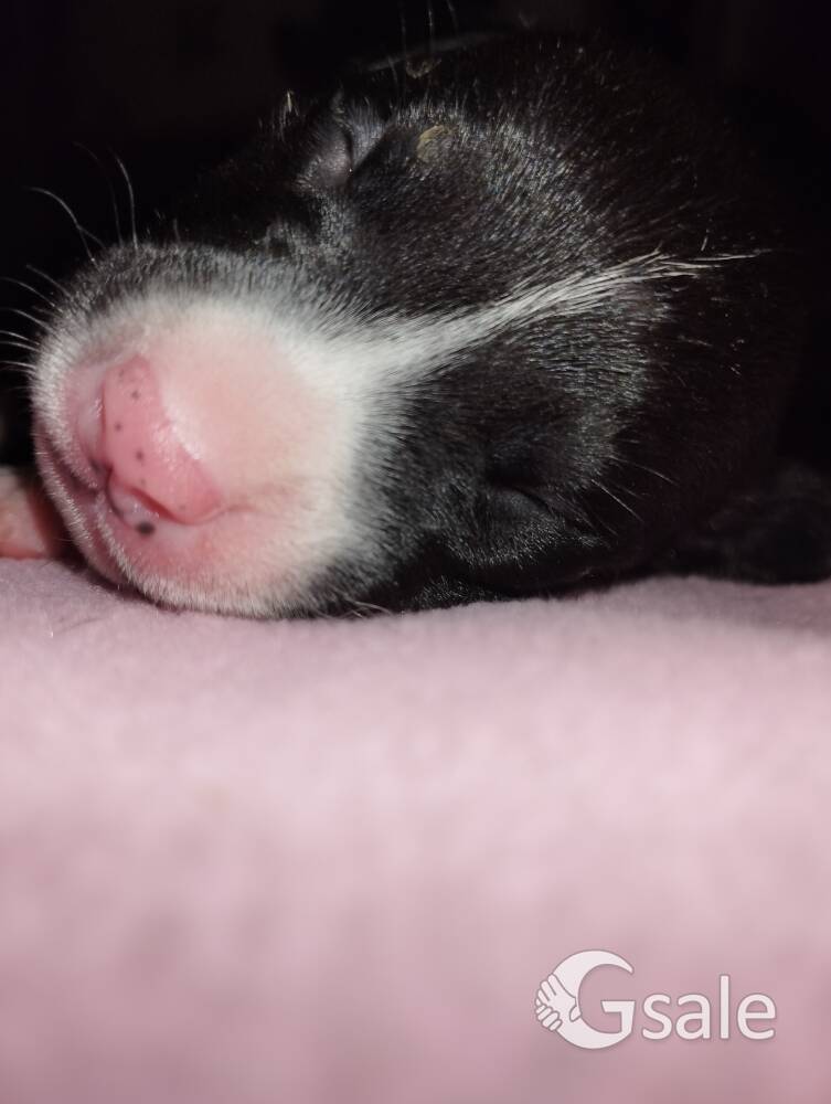 American Bully puppies