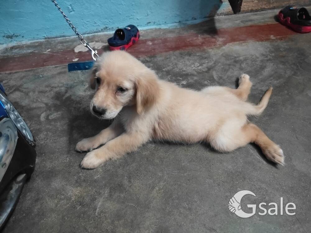 I want to sale my dog