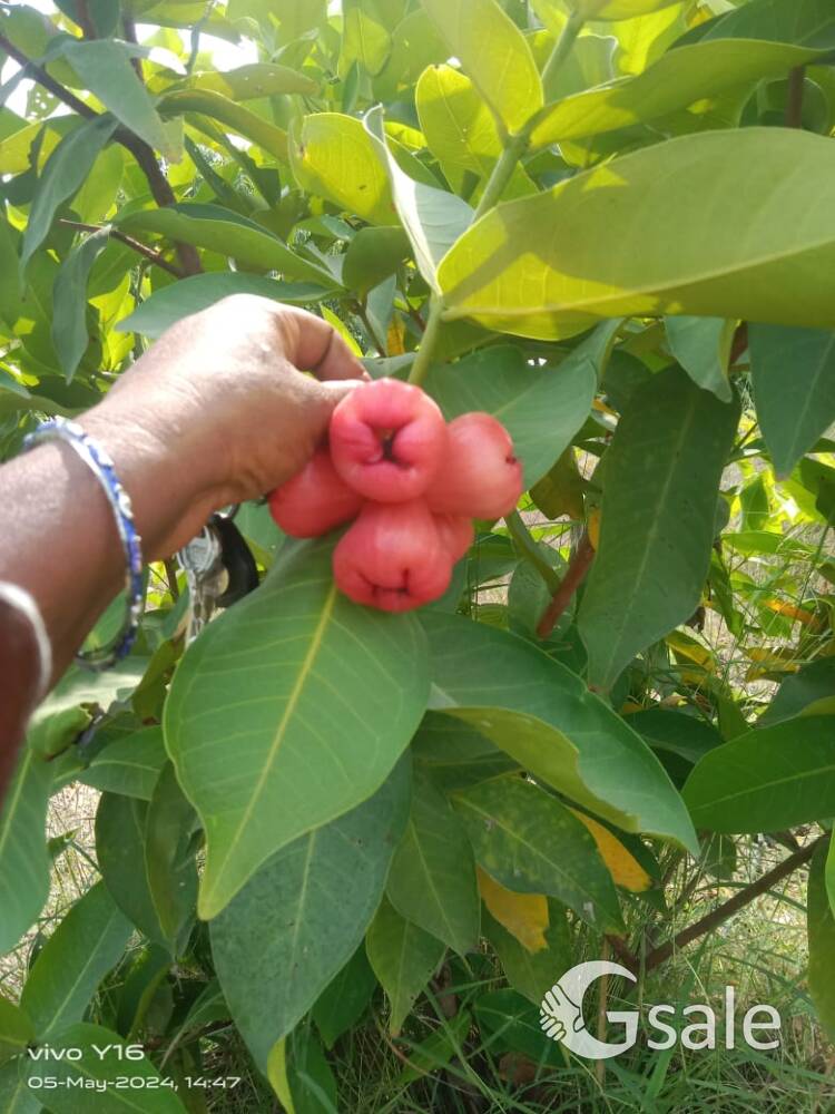 Farm land for sale OLAKKUR near by TINDIVANAM Contact :9994167621