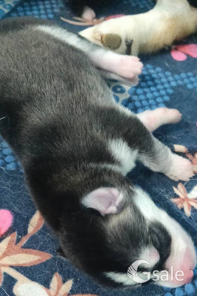 husky puppy 
