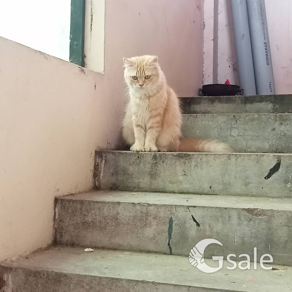 Persian cats available each one 2500 only.