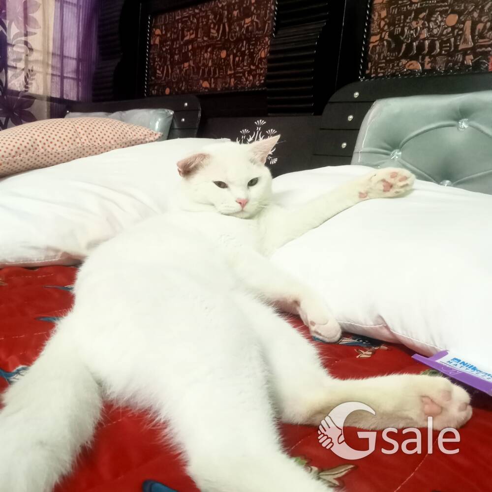 mini and bannu pure white cats available 