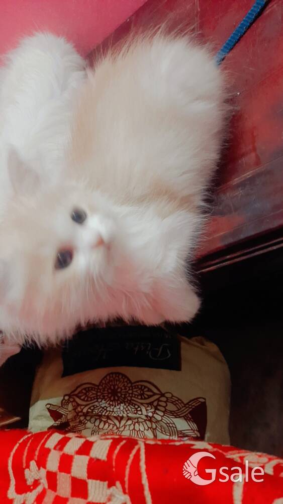 persion cats ....in brown and white colour