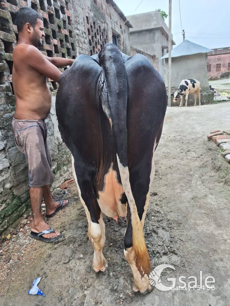cow for sale pure hf