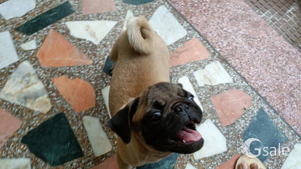 PUG BREED MALE DOG  