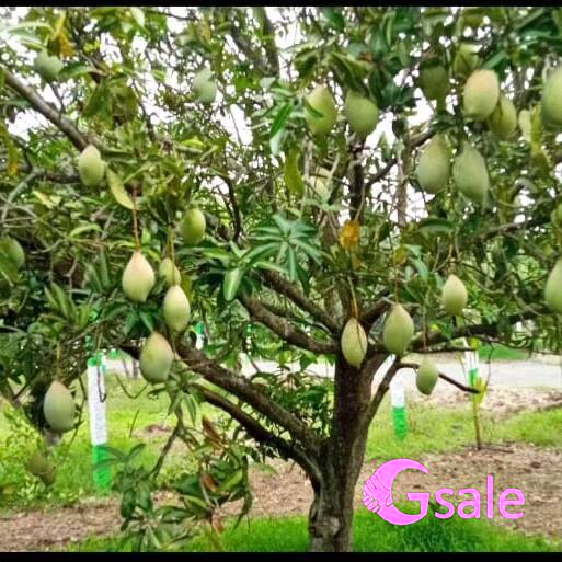 mango farm land for sale 