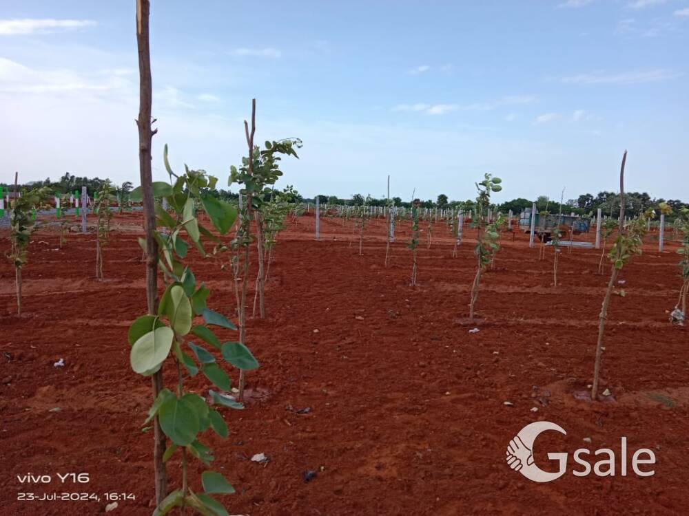 Red soil farmland 23cents just Rs 19Lakhs only 