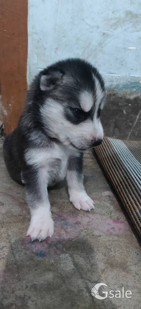 husky puppy 