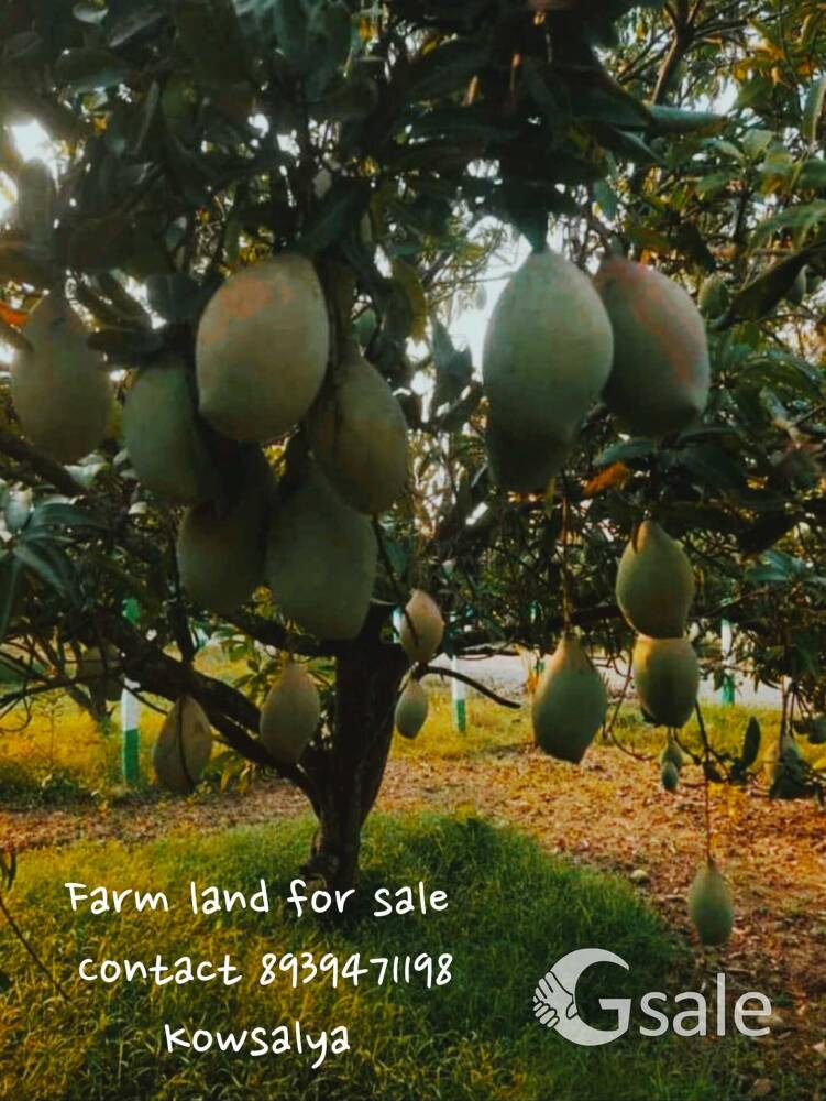 mango estate 