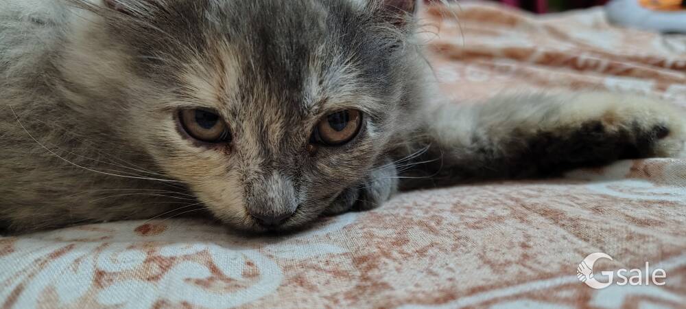A1 quality Persian cat 