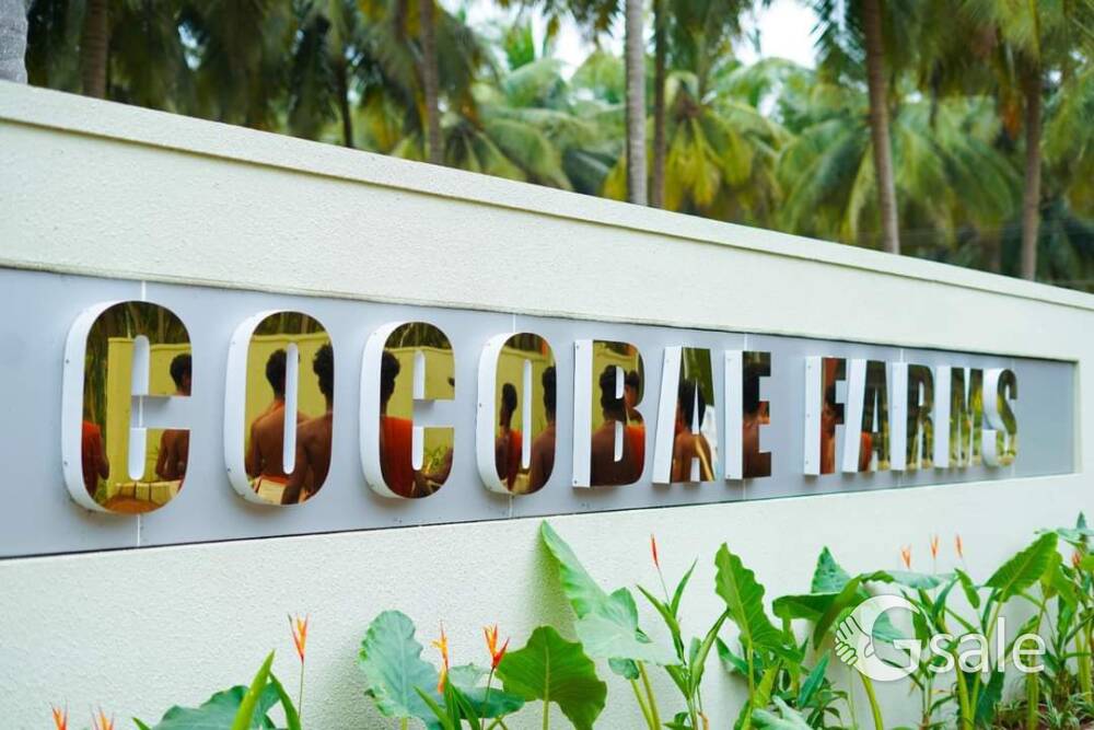 coco bae  farmland 